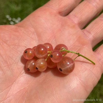 Gloire des Sablons – grappe de groseilles rose translucide tenue en main, variété de groseillier à grappes douce et peu acide, fruit issu de notre production bretonne