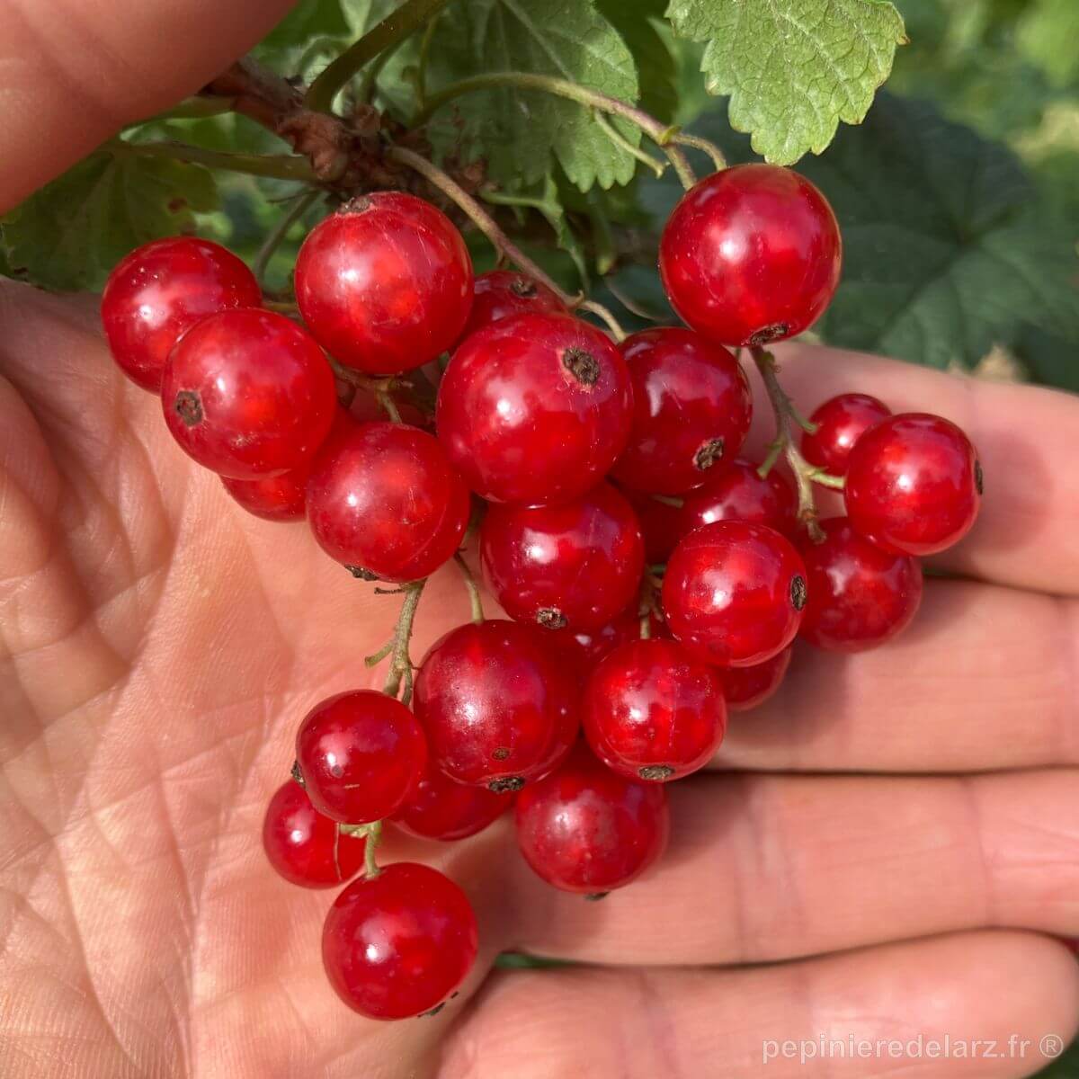 Groseillier Junifer – grappes de groseilles rouges tenues en main sur l’arbuste, variété de groseillier rouge précoce et productive, production française sans pesticides de synthèse