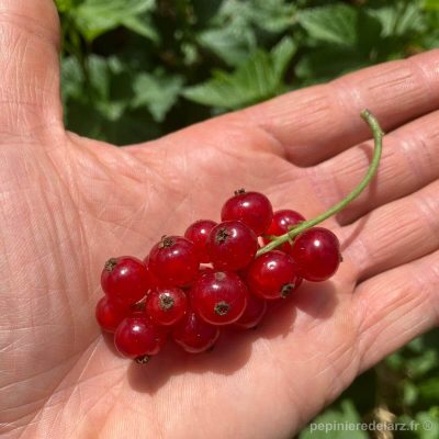 Rovada – grappe de grosses groseilles rouges brillantes tenue en main, variété de groseillier à grappes tardive et très productive, fruit issu de notre production bretonne