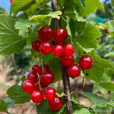 Laxton’s Perfection – grappes de grosses groseilles rouges sur le rameau, variété de groseillier à grappes savoureuse et équilibrée, cultivé en Bretagne dans notre pépinière familiale