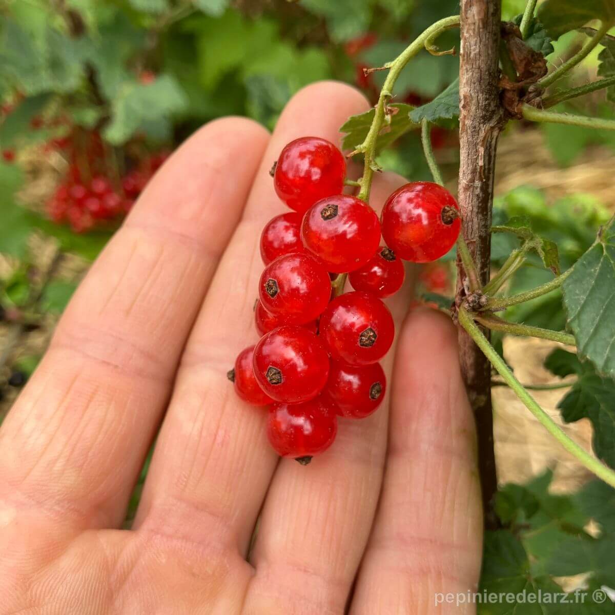 Groseillier Wilder – grappe de groseilles rouges décrochée tenue en main, variété de groseillier rouge productive aux fruits juteux, production française sans pesticides de synthèse