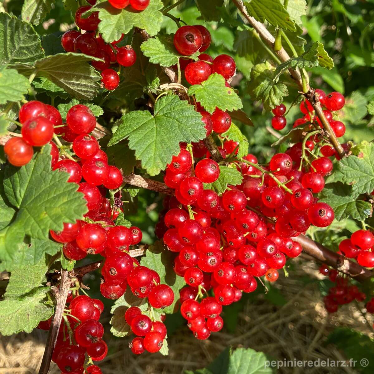 Groseillier Wilder – longues grappes de groseilles rouges claires sur l’arbuste, variété de groseillier rouge productive et vigoureuse, fruit issu de notre production bretonne