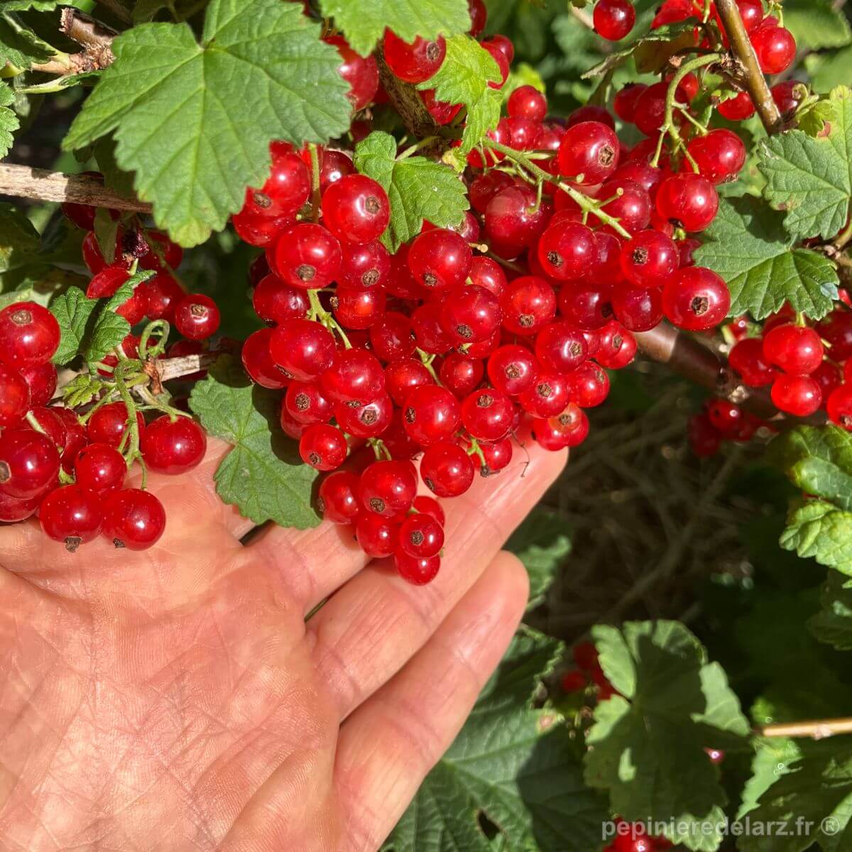 Groseillier Wilder – grappes de groseilles rouges tenues en main sur l’arbuste, variété de groseillier rouge productive aux fruits juteux, production française sans pesticides de synthèse