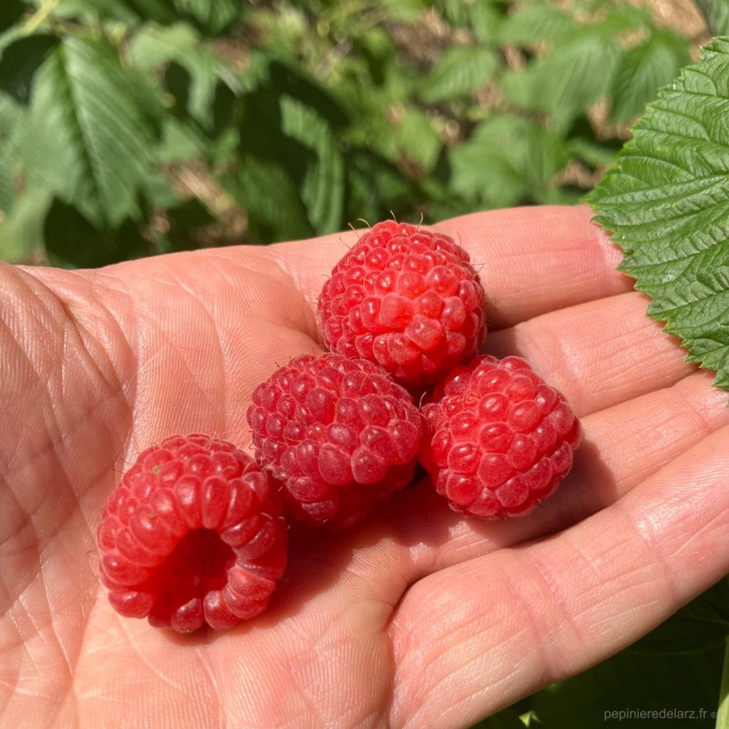 Faro – quatre framboises rouges légèrement coniques tenues en main en gros plan, variété de framboisier vigoureuse et productive, fruit issu de notre production bretonne