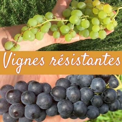 Vignes résistantes