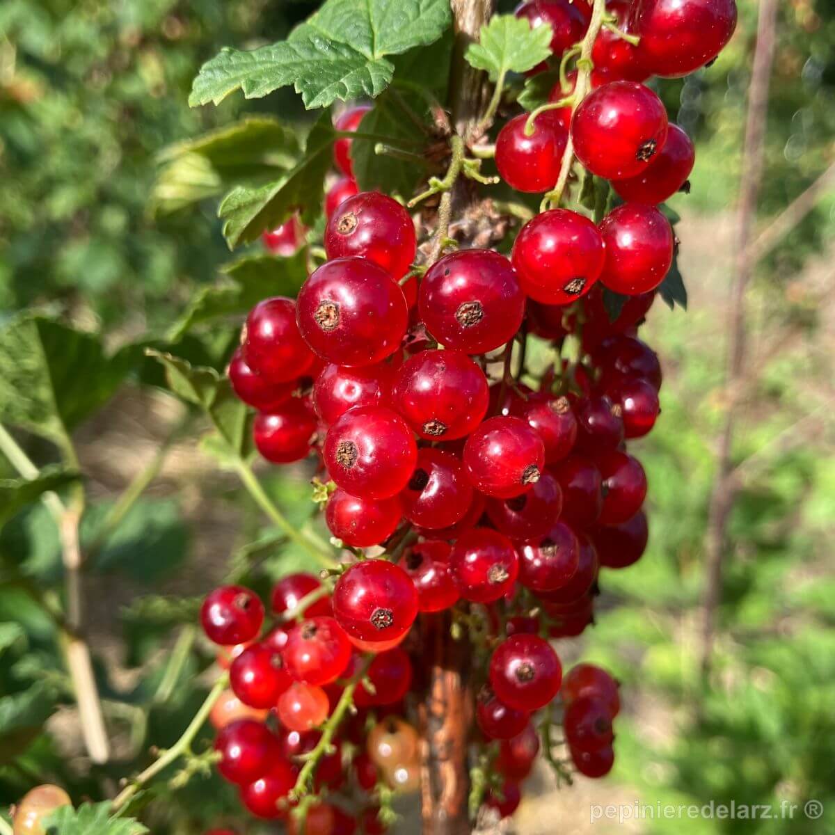 Groseillier Hâtive de Bertin – longue grappe de groseilles rouges sur l’arbuste, variété de groseillier rouge très productive et précoce, fruit issu de notre production bretonne
