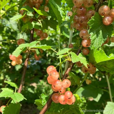 Groseillier Jules – grappes de groseilles rose translucide sur l’arbuste, variété de groseillier à grappes douce et peu acidulée, cultivé en Bretagne dans notre pépinière familiale