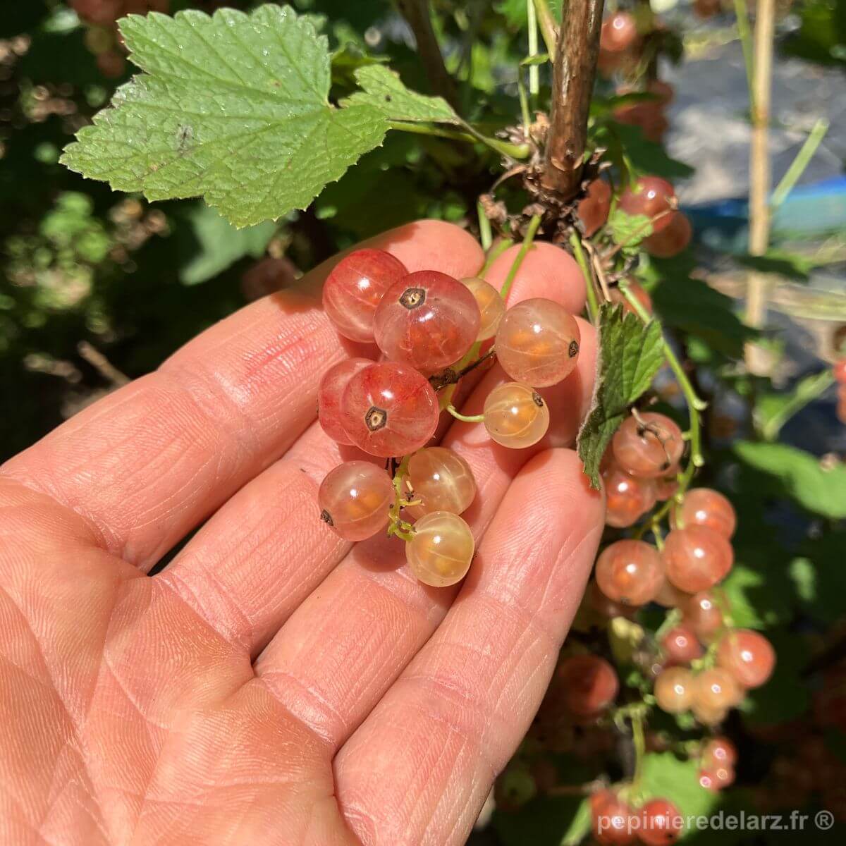 Groseillier Jules – grappes de groseilles roses tenues en main montrant les nuances rosées et translucides des fruits, variété de groseillier à grappes décorative et douce, fruit issu de notre production bretonne