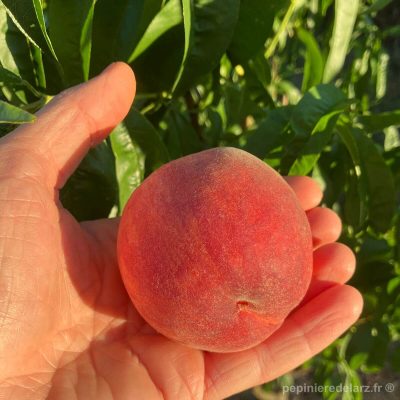 Avalon Pride – grosse pêche ronde à peau rouge orangé tenue en main, variété de pêcher très résistante à la cloque, fruit issu de notre production bretonne